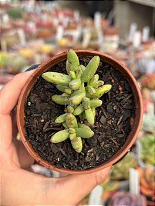 Crassula nudicaulis var. herrei
