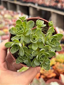 Aeonium greenovia dodrentalis