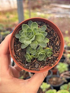 Aeonium greenovia dodrentalis
