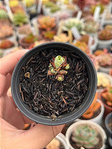 Aeonium greenovia dodrentalis