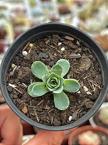 Aeonium greenovia dodrentalis
