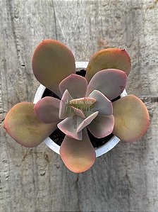 Echeveria asta