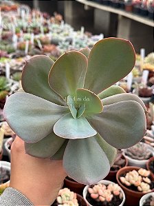 Echeveria asta
