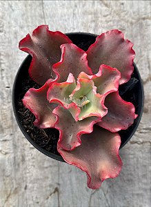 Echeveria aquarius red