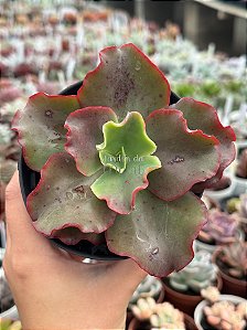 Echeveria aquarius red