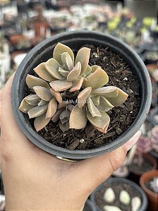 Echeveria gisele