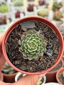 Echeveria mínima cv miniouhikou