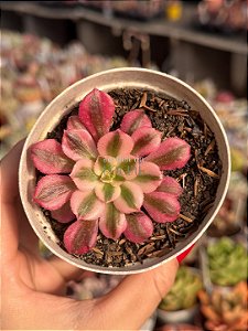 Aeonium pink witch