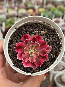 Aeonium goddess variegata