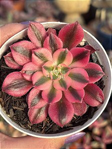 Aeonium goddess variegata