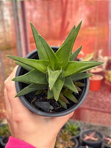 Aloe black gem