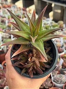 Aloe black gem (colônia)