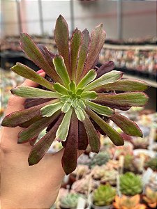 Aeonium cherry dream
