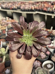 Aeonium cherry dream