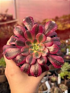 Aeonium medusa