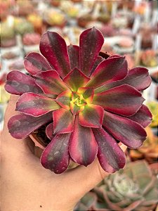 Aeonium medusa M (sem raiz)