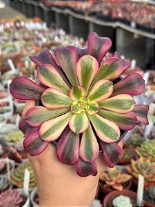 Aeonium medusa