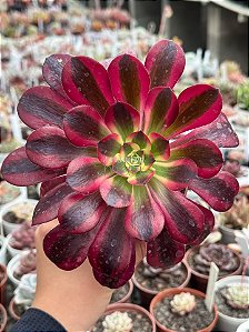 Aeonium medusa
