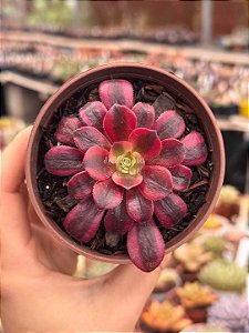 Aeonium medusa