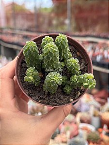 Peperomia columella