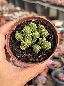 Peperomia columella