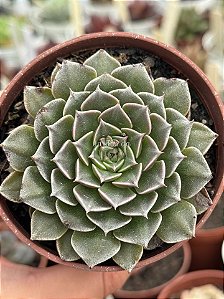 Graptopetalum tacitus bellus