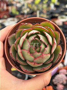 Echeveria yang jin