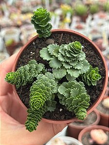 Sedum atlantis