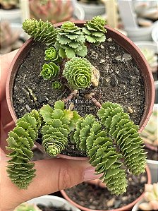 Sedum atlantis