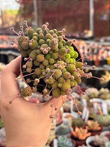 Monanthes polyphylla