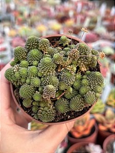 Monanthes polyphylla