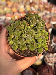 Monanthes polyphylla