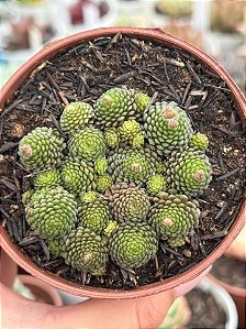 Monanthes polyphylla