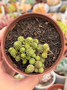 Monanthes polyphylla