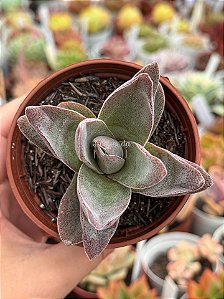 Crassula garnet lótus