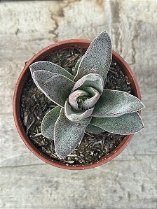 Crassula garnet lótus