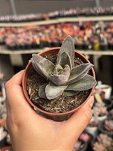 Crassula garnet lótus