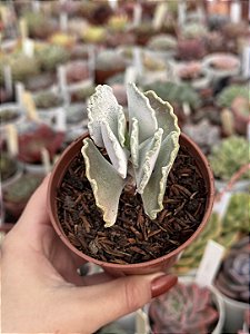 Cotyledon undulata