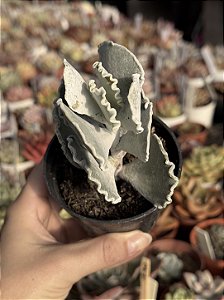Cotyledon undulata