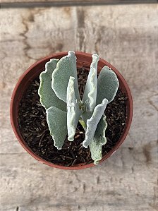 Cotyledon undulata