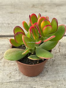 Crassula ovata (mini jade)