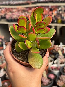Crassula ovata (mini jade)