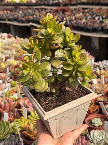 Crassula ovata (mini jade)
