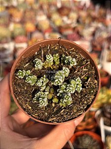 Crassula coralina