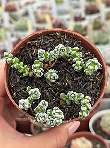 Crassula coralina
