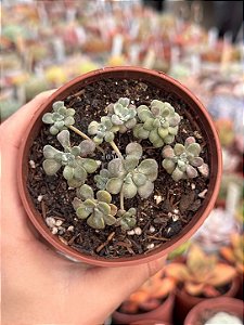 Sedum spathulifolium ‘purpureum’