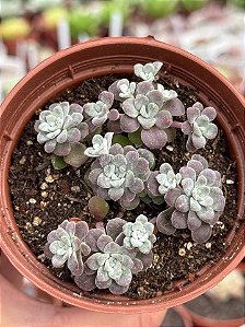 Sedum spathulifolium ‘purpureum’