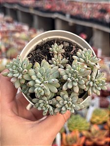 Graptopetalum pachyphyllum blue bean