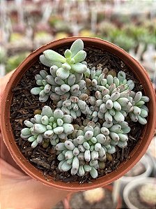 Graptopetalum pachyphyllum blue bean