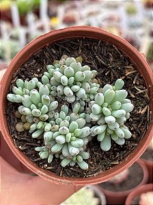 Graptopetalum pachyphyllum blue bean